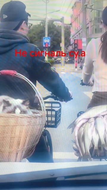 Не дал полакомиться#кот#котики#прикол