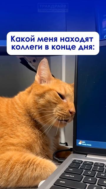 Ох, уже эти трудовые будни...#офис #работа #грузовыезапчасти #менеджер