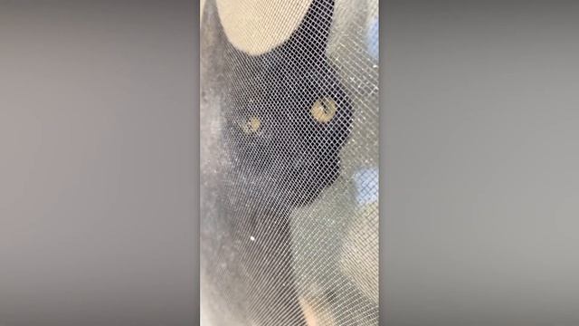 ЧРЕЗВЫЧАЙНО ДРАМАТИЧНЫЕ ЖИВОТНЫЕ, КОТОРЫЕ ЗАСТАВЯТ ВАС УЛЫБНУТЬСЯ