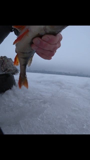 Окунь попался на блесну - Воронежское водохранилище 2026