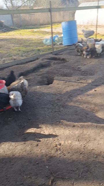 Утром в деревне 🏠 Куры 🐔🐓 гуси 🪿 кошечка Лапа и волкодав Ева 🐈