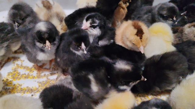 Вот такие симпотяги у нас вывелись. Цыплята на вторые сутки.