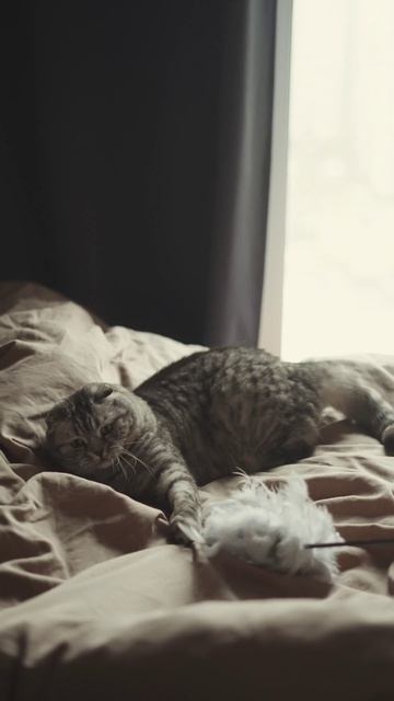 Новинка для энергии мурлыки🐈