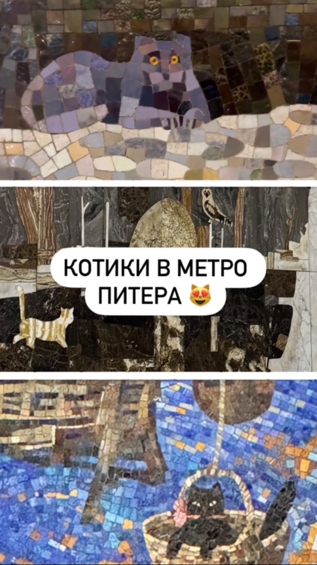 Котики в метро Питера 😻