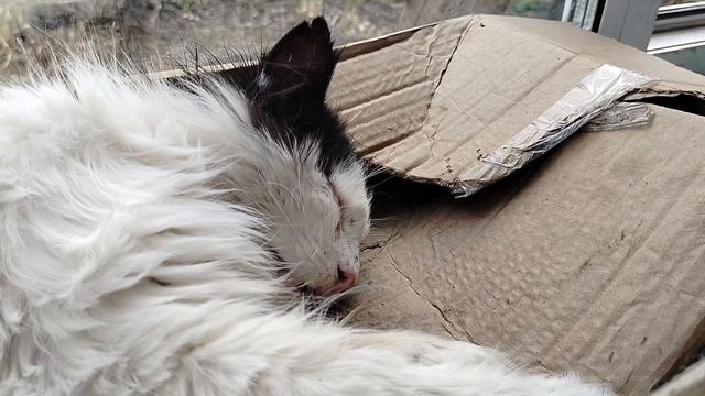 НЕ ГАВКАЙ! ВИДИШЬ ЦАРЬ СПИТ!