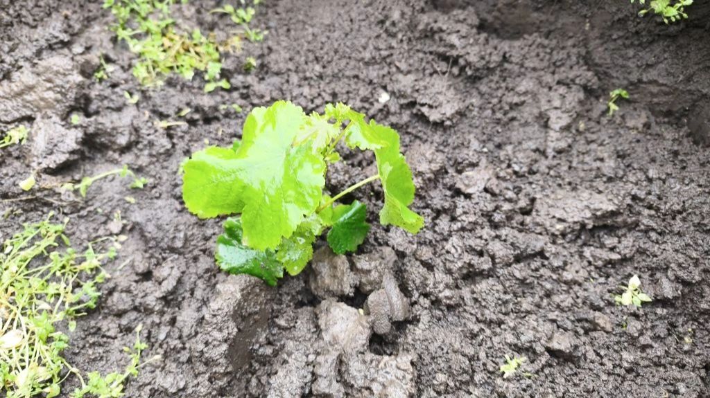 Полив винограда, и другие ответы на ваши вопросы в комментариях