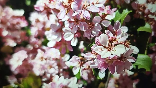 Блогодавилка - бездарненькая, банальненькая, безликая