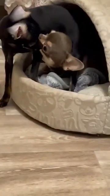 Малышка Бони с прошлого помета