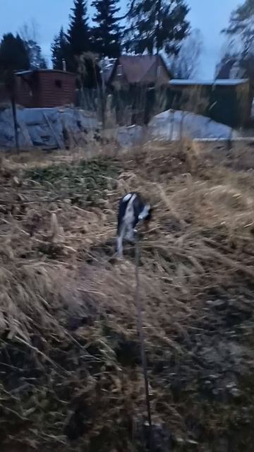 Басенджи Санечка у уточка ранним утром