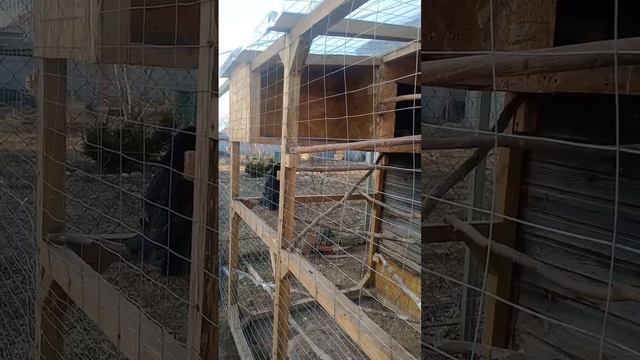 Ворон Гриша 7 апреля