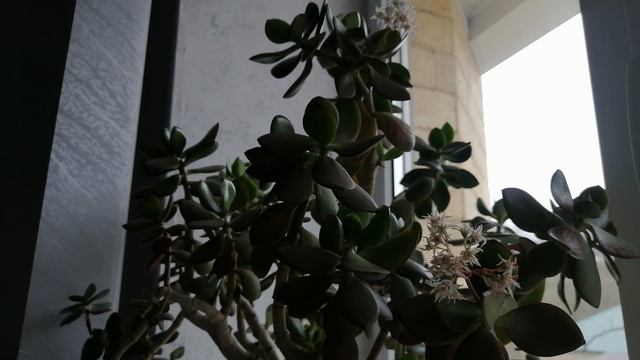 Цветок денежное дерево крассула в этом году начал цвести, толстянке двадцать лет вот начал цвести