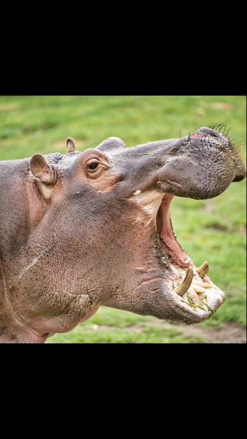 КВАЛИФИКАЦИЯ БЕГЕМОТИХ