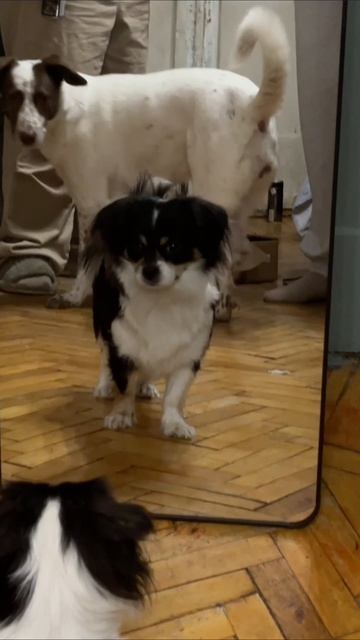 #pov #жиза #pets