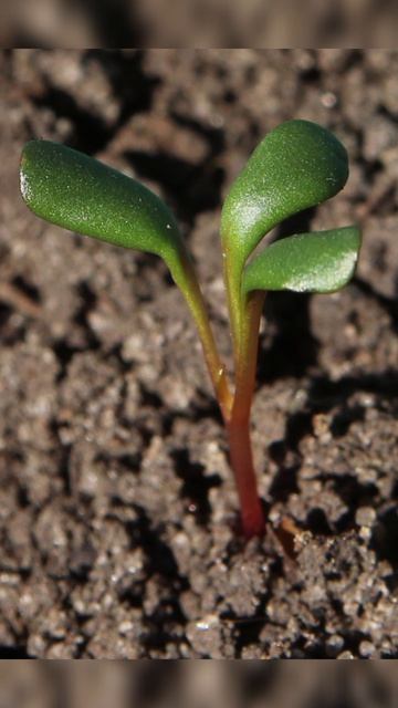 Энотера миссурийская