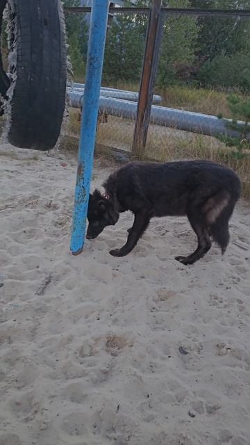 Любимец нашей семьи Русский вольфхунд Брайтон #русскийвольфхунд #волкособ #собаки #щенки #животные