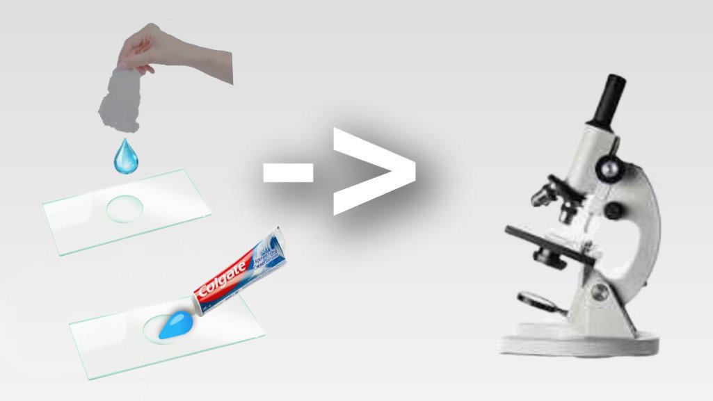 рассматриваем предметы под микроскопом