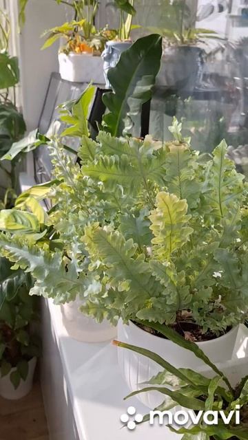 КОМНАТНЫЕ РАСТЕНИЯ(ЦВЕТЫ).