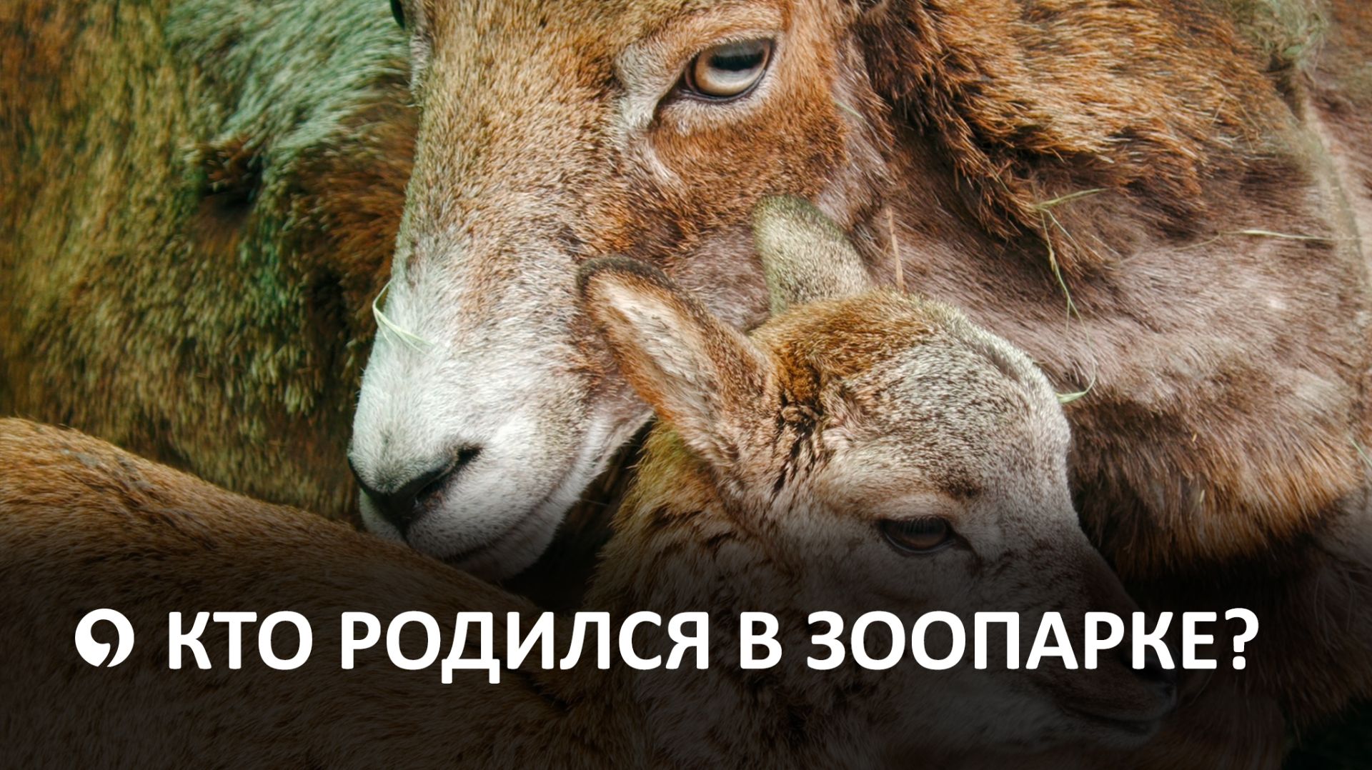 Весеннее пополнение в зоопарке Ставрополя