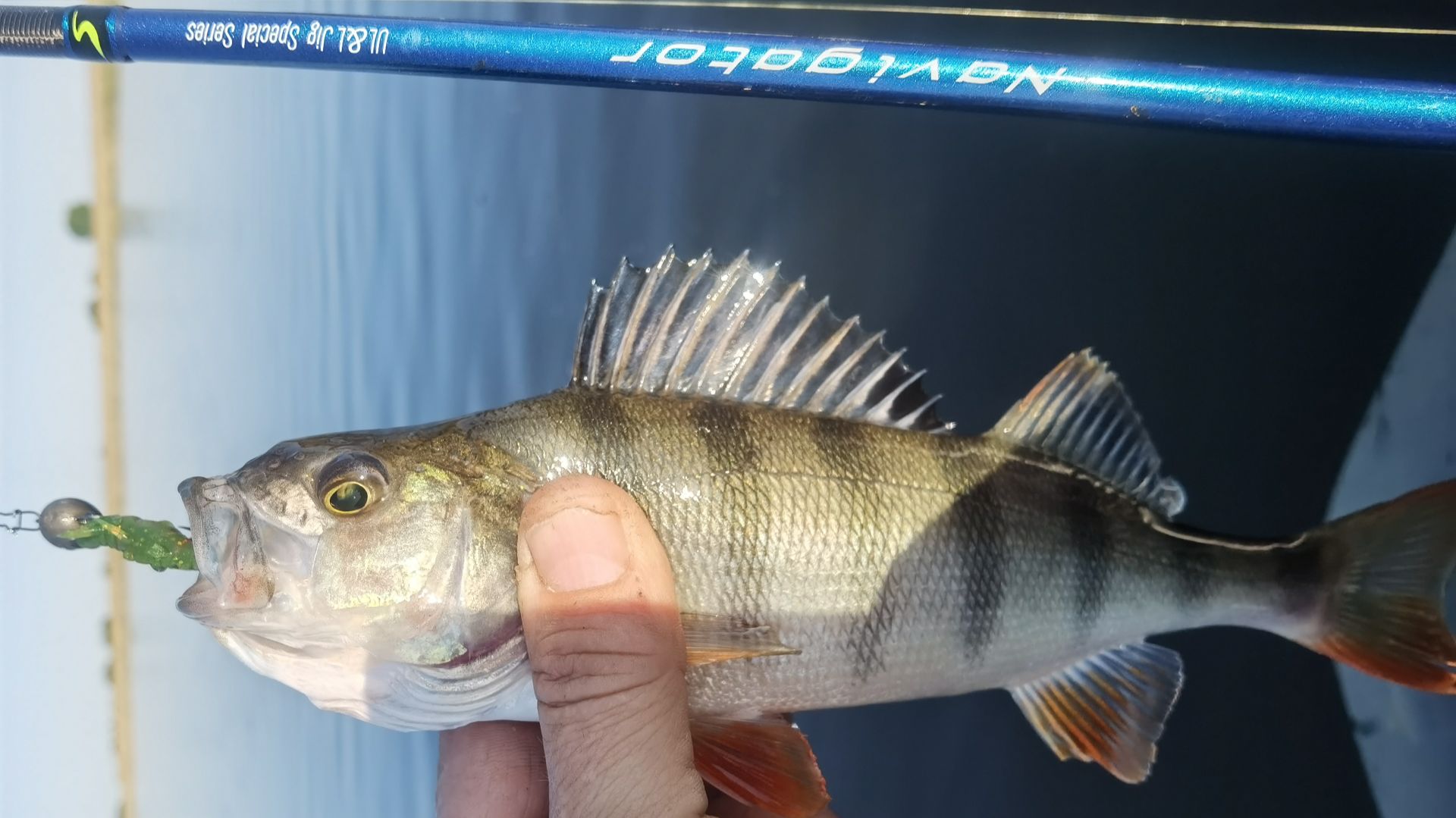 Тестирую Norstream Navigator окунями!