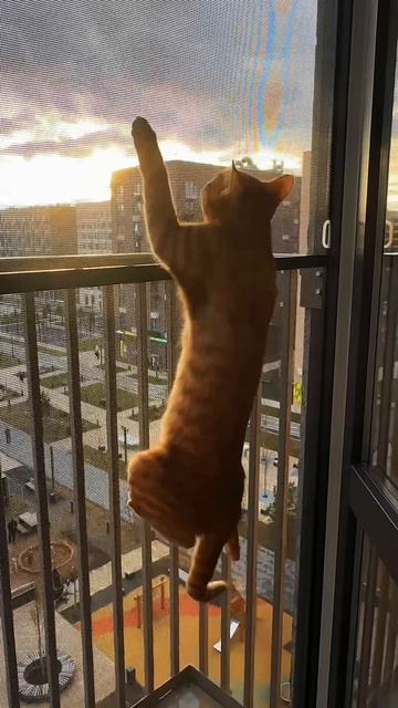 Здесь могла быть ваша реклама москитной сетки 🤣