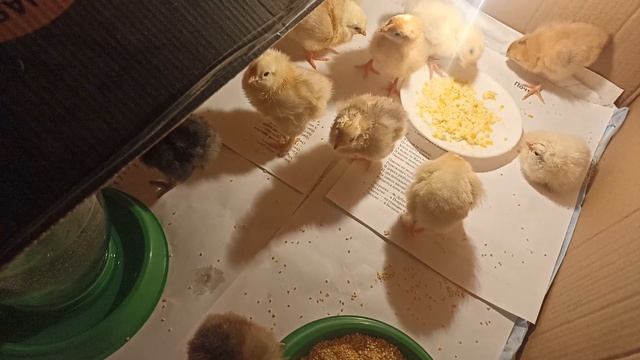 Кормление цыплят