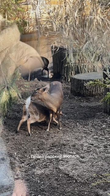 Ленинградский зоопарк – один из старейших зоопарков России 🐒🐻🦒
