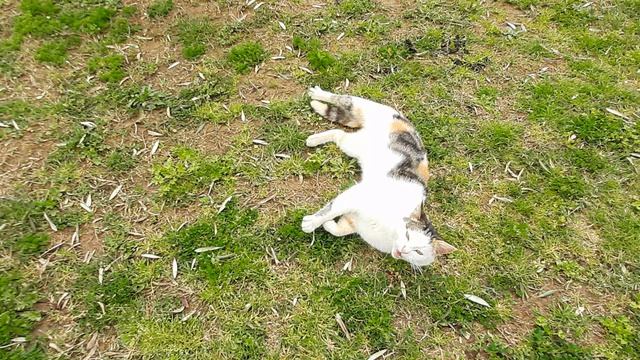 99dad1fc97cc5bdfe9d76ea593cdf6ca