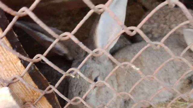 Вьетнамские свиньи и Кролики/Наши милые животные.