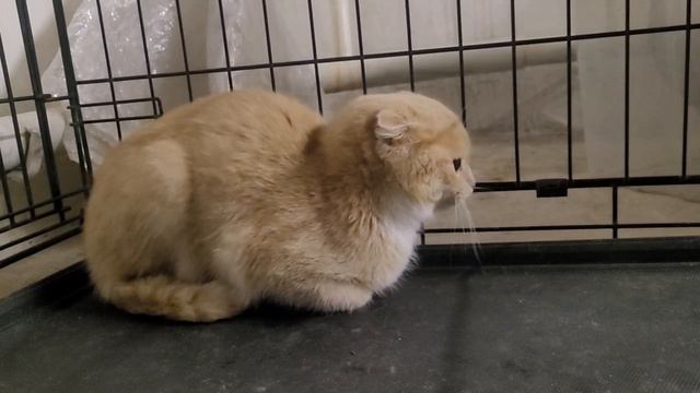 Новенький в нашем доме