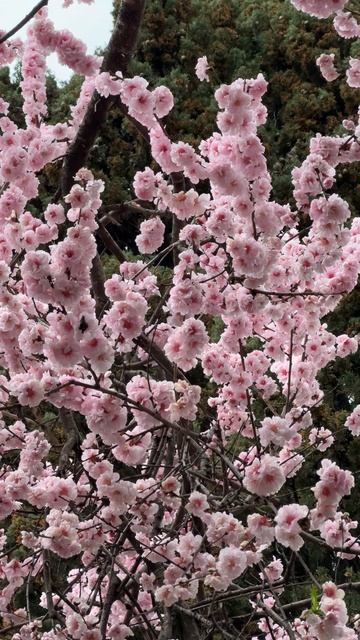 Ялта сегодня! Цветение сакуры на Пушкинской улице. Крым 2026 #ялта #ялтасегодня #ялта2026