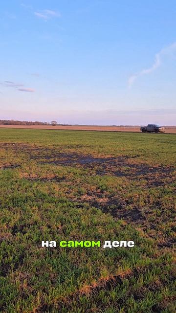 Озимая пшеница. Часть 1. #YogaFerma #AUM #RWA #ферма #органическоеземледелие #русскийфермер #farm