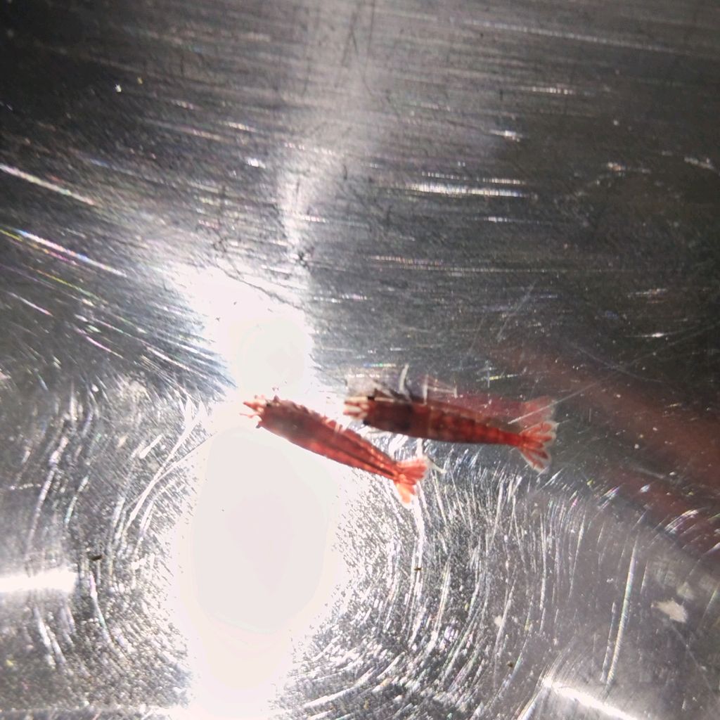 4cead98d31a541f205d284ada5de3603