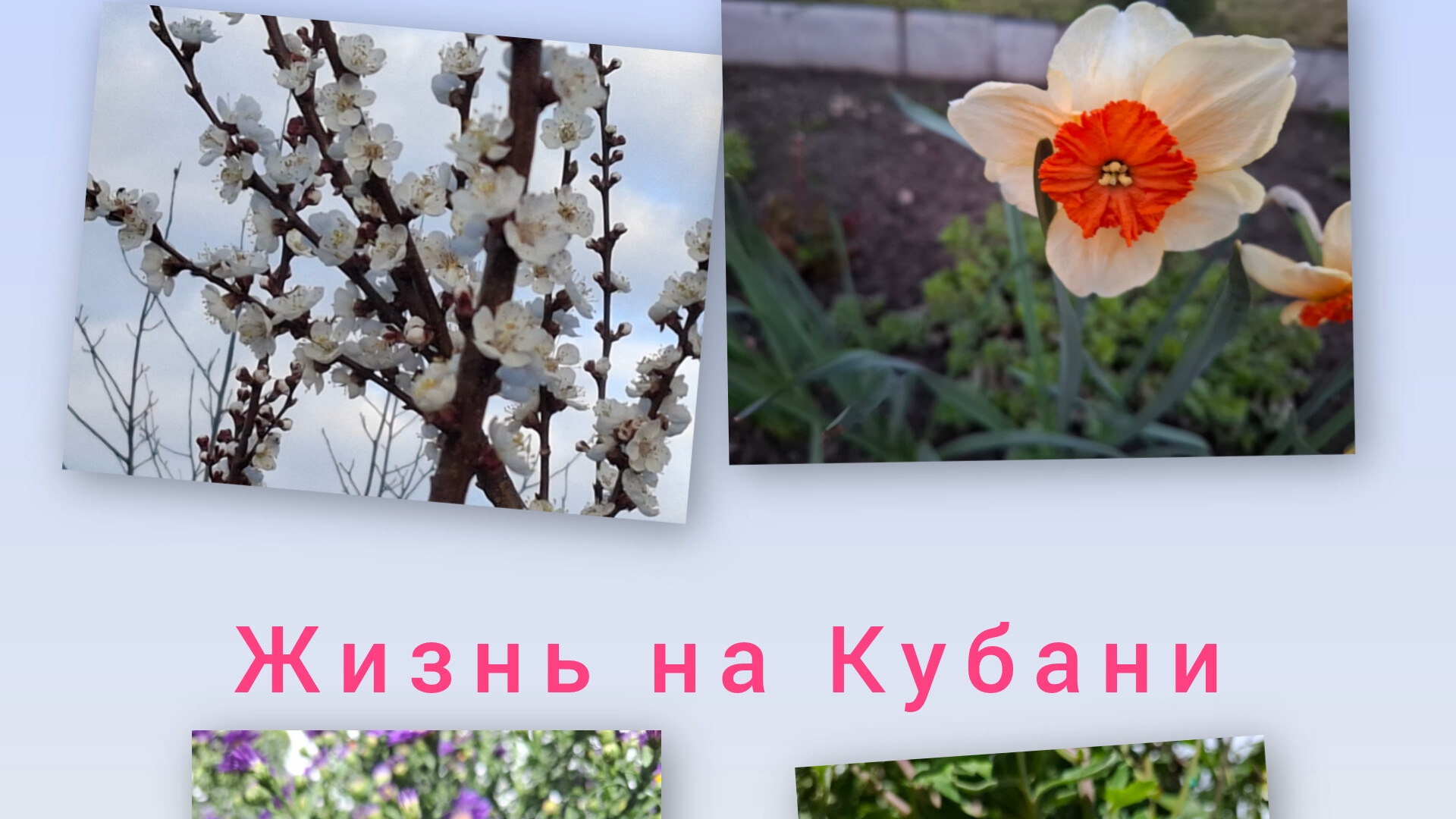 07-04-26/ Обзор сада/ Обещают заморозки/ Спасаем рассаду/ Живём и работаем на Кубани/ Наша жизнь/