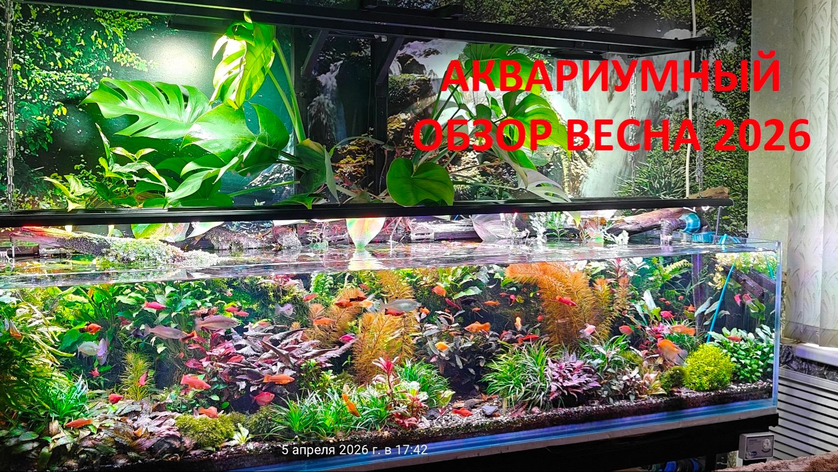 Аквариумный обзор весна 2026