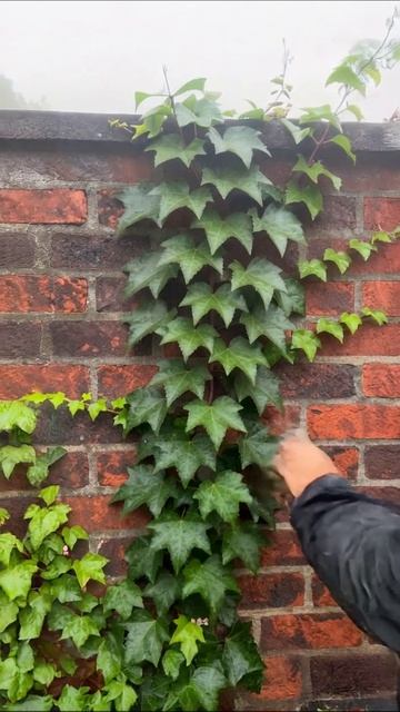 Листья плюща на кирпичной стене #природа #растения #декор