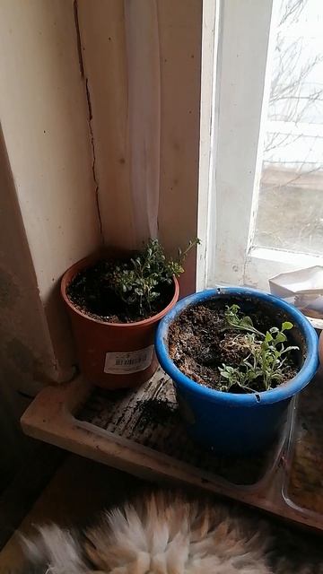 Рассада и мы с Дасей. Пикировка