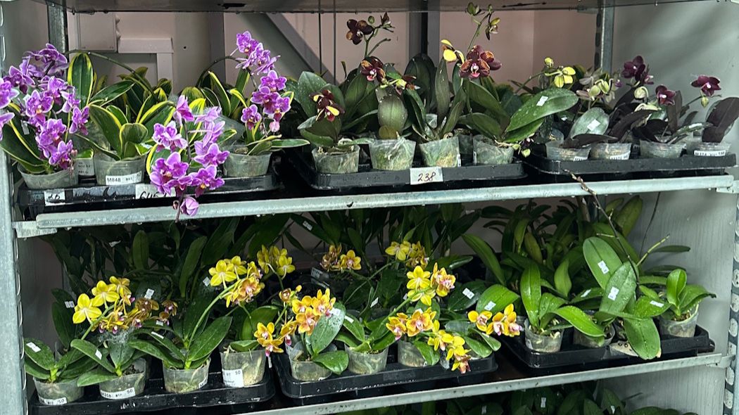 🌸 ПРОДАЖА ОРХИДЕЙ. Первая поставка подростков орхидей. Обзор от 07.04.26 г. Купить орхидею.