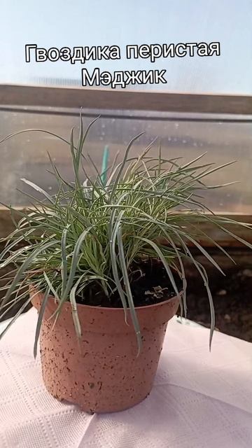 Гвоздика перистая Мэджик