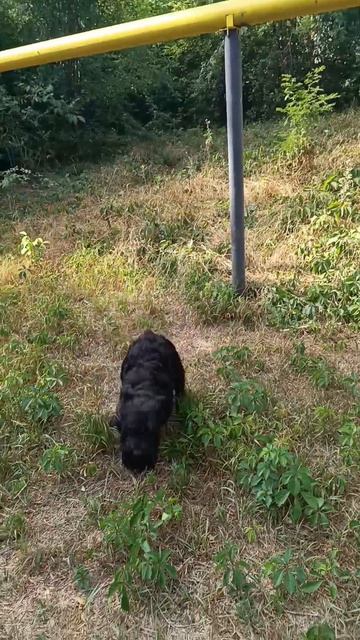 Video.Guru_20240817_170024473