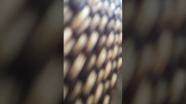 пол это лава