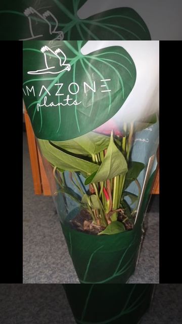 Радости нет предела «Подарки от коллег: уровень счастья — максимальный!»