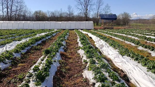 обзор работ на участке у агронома клубничника