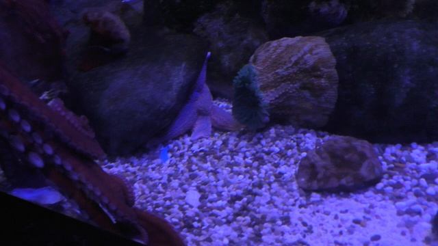 ДЕМОНСТРИРУЮ СЕБЯ).Видео Татьяны Крестьянсковой