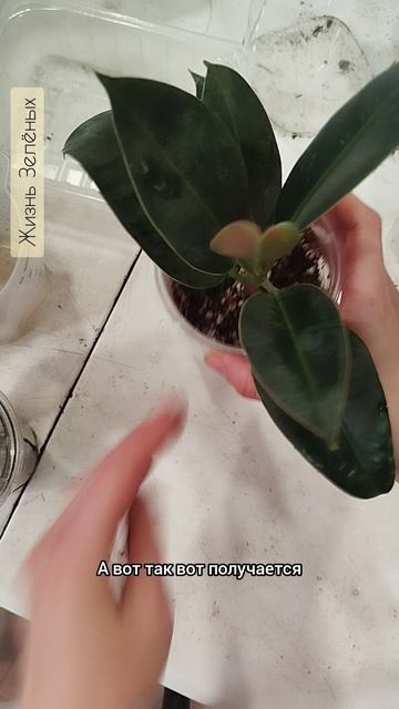 Как укоренить черенки фикуса? мини- тепличка из пластиковых стаканов