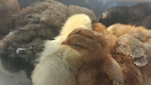 перепелки, цыплята, попугаи