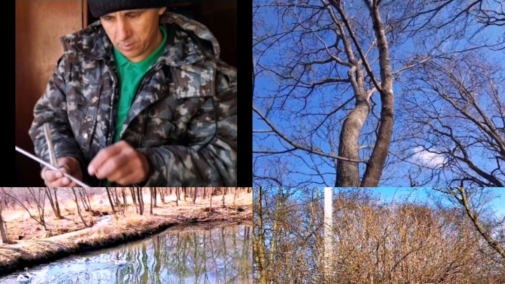 Попали в Ливень.Ставим сок Кленовый.Стрижём Барбарис