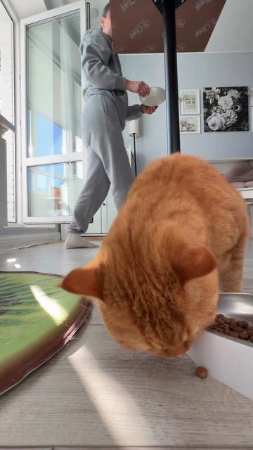 Немножко меня во вне кондитерской обстановке. Сейчас я временно «приходящая котомать»