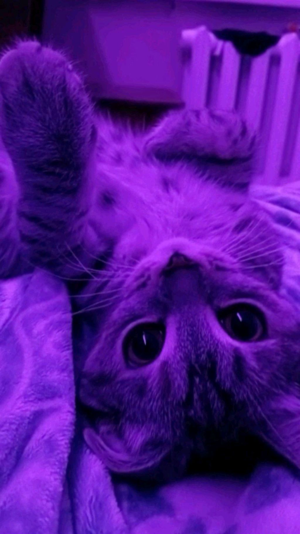 мои монстриксы