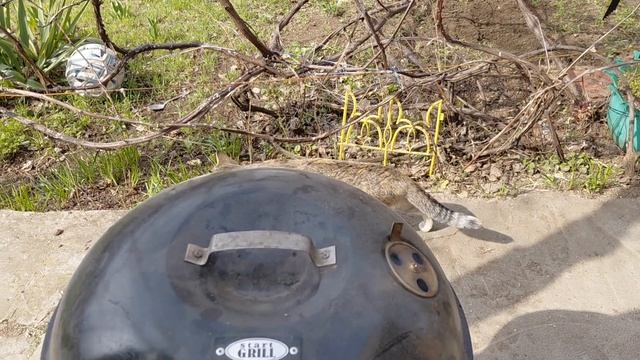 Курочка на гриле, уезжаем домой. 3 дня на даче.