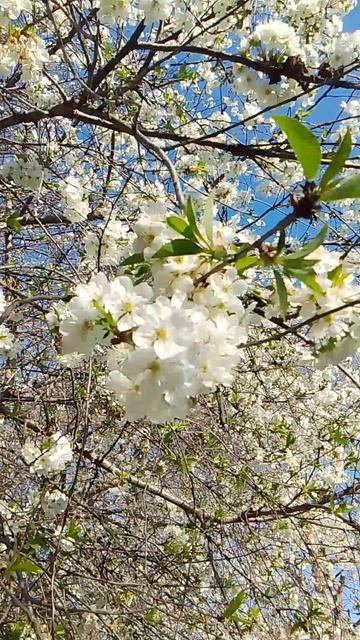 VID_20260406_082114.mp4